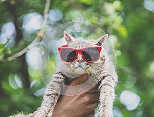 Funny cat wearing sunglasses on male hands