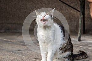 Funny cat yawning smiling