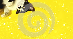 Funny cat on yellow background  cropped shot  horizontal banner.