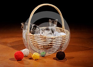 funny cats in basket