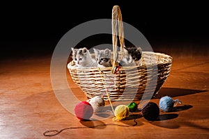 Funny cats in the basket on the floor