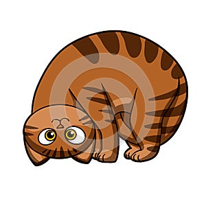 Funny cats - fat cat - cat cartoon
