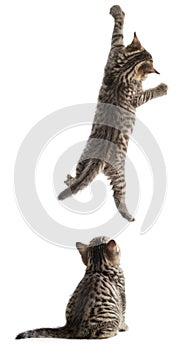 Funny cats hanging and sitting isolated on white photo