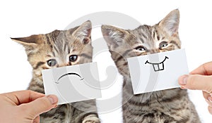 funny cats with opposite emotions one happy and another unhappy or sad isolated