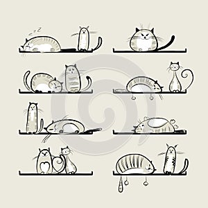 Funny cats on shelves