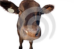 Funny Cattle Closeup