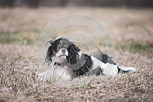 Funny Cavalier dog in a dried meadow