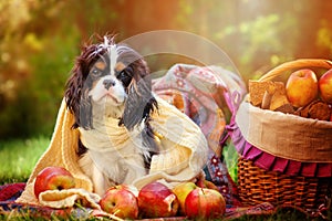 Funny cavalier king charles spaniel dog sitting in white knitted scarf with apples in autumn garden