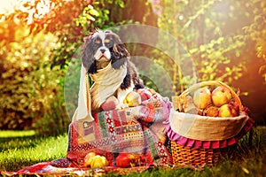 Funny cavalier king charles spaniel dog sitting in white knitted scarf with apples in autumn garden