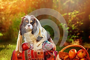 Funny cavalier king charles spaniel dog sitting in white knitted scarf with apples in autumn garden