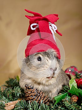 Funny Cavia