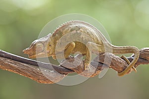 Funny Chameleon on Branch