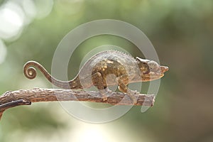 Funny Chameleon on Branch