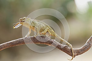 Funny Chameleon on Branch