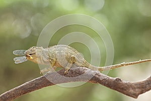 Funny Chameleon on Branch