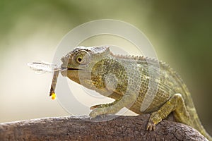 Funny Chameleon on Branch