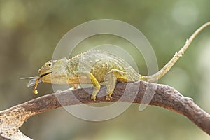 Funny Chameleon on Branch