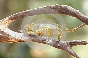 Funny Chameleon on Branch