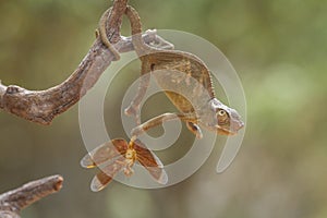 Funny Chameleon on Branch