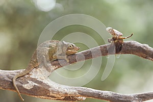 Funny Chameleon on Branch