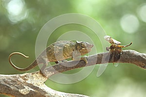 Funny Chameleon on Branch