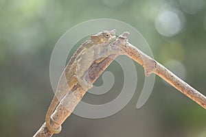 Funny Chameleon on Branch