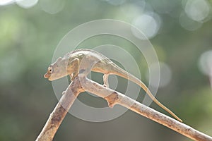 Funny Chameleon on Branch