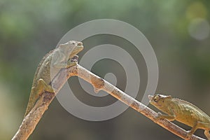 Funny Chameleon on Branch