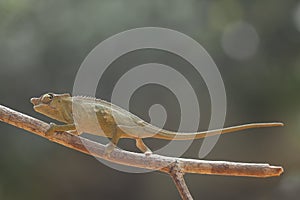 Funny Chameleon on Branch