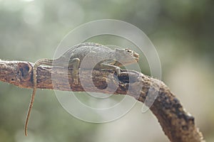 Funny Chameleon on Branch