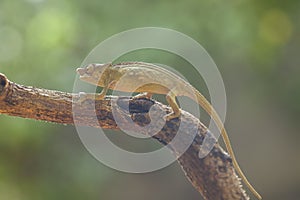 Funny Chameleon on Branch