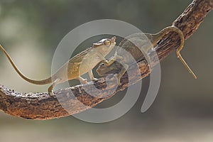 Funny Chameleon on Branch