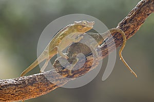 Funny Chameleon on Branch