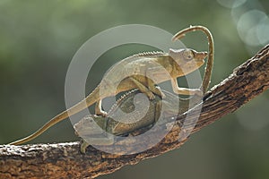 Funny Chameleon on Branch