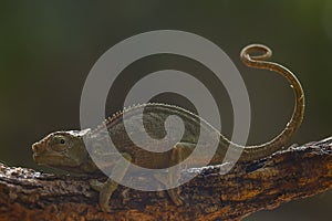 Funny Chameleon on Branch