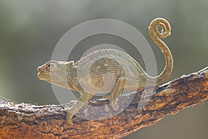 Funny Chameleon on Branch