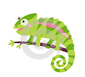 Funny chameleon lizard character. Green reptile with curved tail sitting on branch of jungle tree. Isolated vector