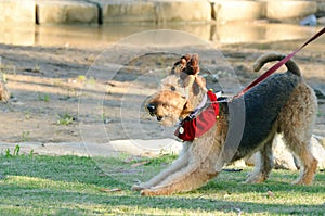 Funny cheeky Airedale Terrier dog ready to play