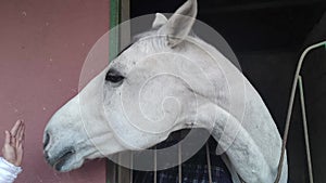 Funny and Cheerful Horse Looks at Me. White Beautiful Horse with a Big Nose Poses for the Camera.