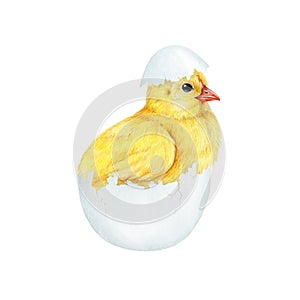 Funny chick in cracked egg shell. Watercolor painted illustration. Hand drawn small fluffy chicken hatched from the egg