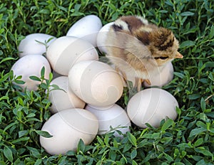 Funny chick sits standing on the eggs and waiting