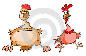 Funny chicken and rooster