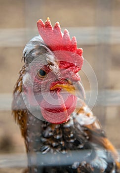 Funny chickens on a poultry farm. Domestic animals