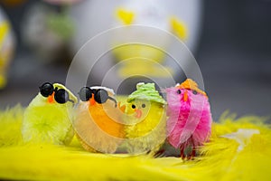 Funny chicks for eastern