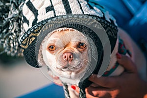 funny chihuahua breed dog in a huge winter hat in the hands of the owner