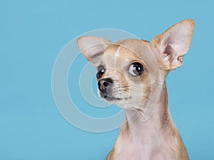 Funny chihuahua dog portrait on a blue background