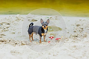 Funny chihuahua dog posing on a beach