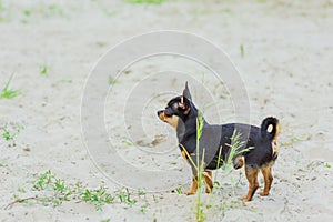 Funny chihuahua dog posing on a beach