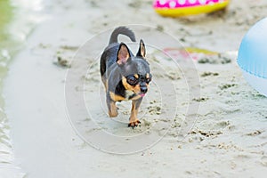 Funny chihuahua dog posing on a beach