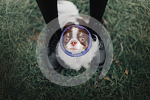 Funny chihuahua dog with a round toy on the head, top view